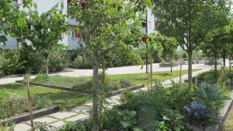 Le livre “Arbres en milieu urbain : guide de mise en œuvre” se penche sur les conditions et facteurs favorables à l’utilisation de l’arbre dans les aménagements urbains. ©Pascal Fayolle